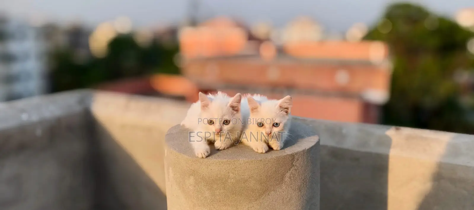 Mix Breed Cat
