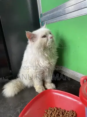 পার্সিয়ান পুরুষ বিড়াল