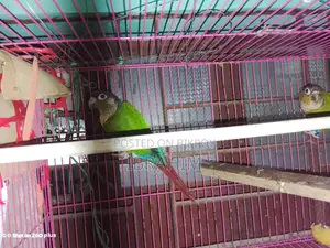 Running Green-Cheek Conure