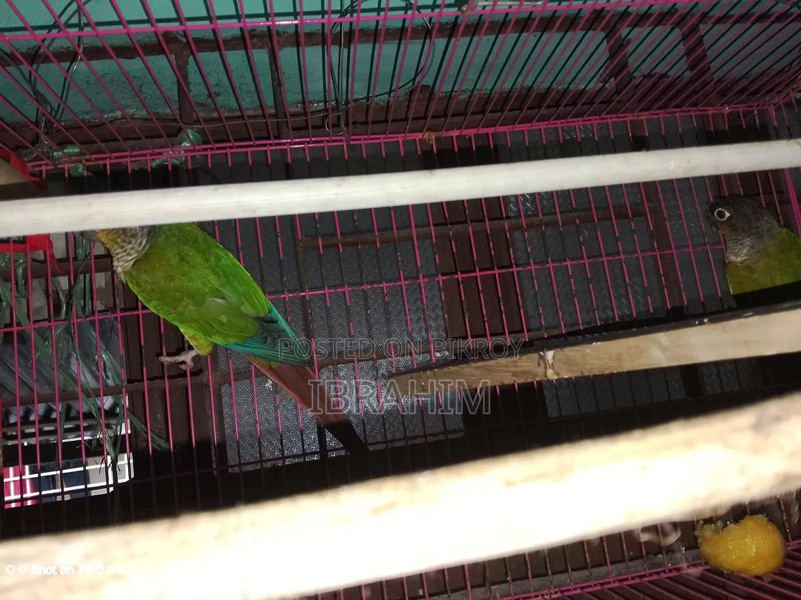 Running Green-Cheek Conure