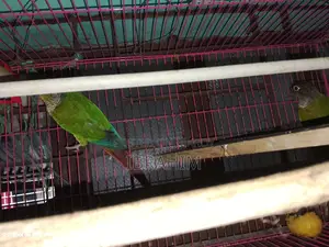 Running Green-Cheek Conure