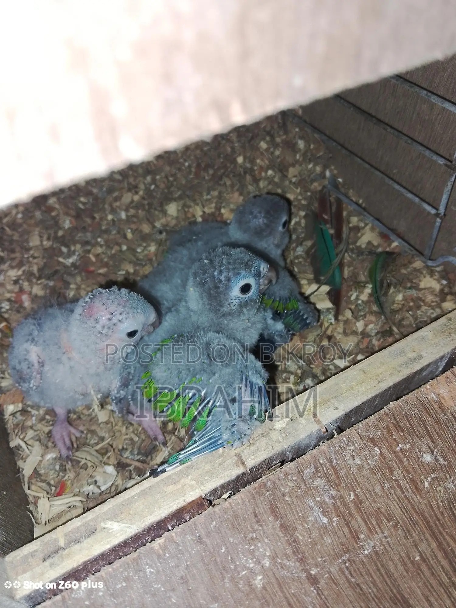 Running Green-Cheek Conure