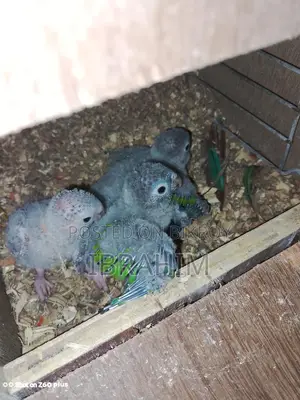 Running Green-Cheek Conure