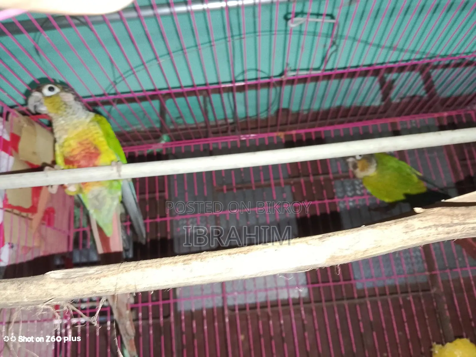 Running Green-Cheek Conure