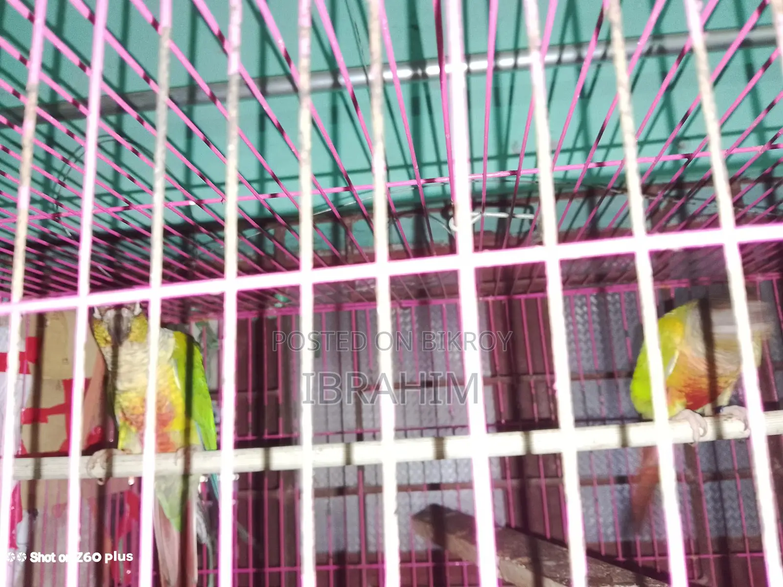 Running Green-Cheek Conure