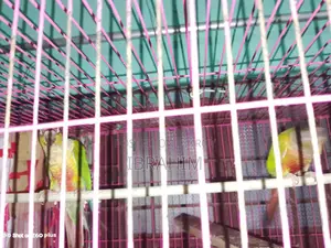Running Green-Cheek Conure