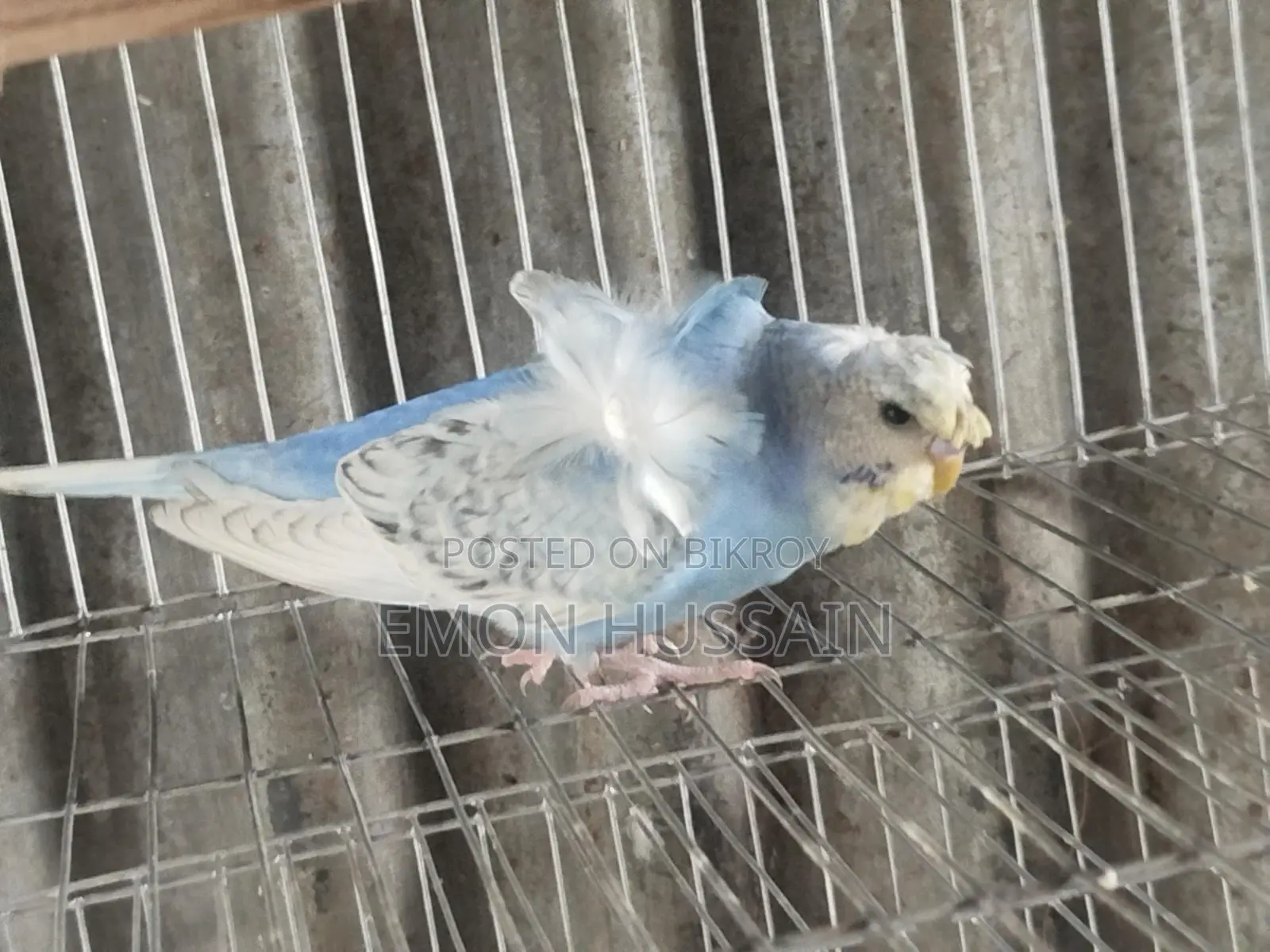 One JPI male for sale