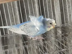 One JPI male for sale
