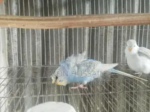 One JPI male for sale
