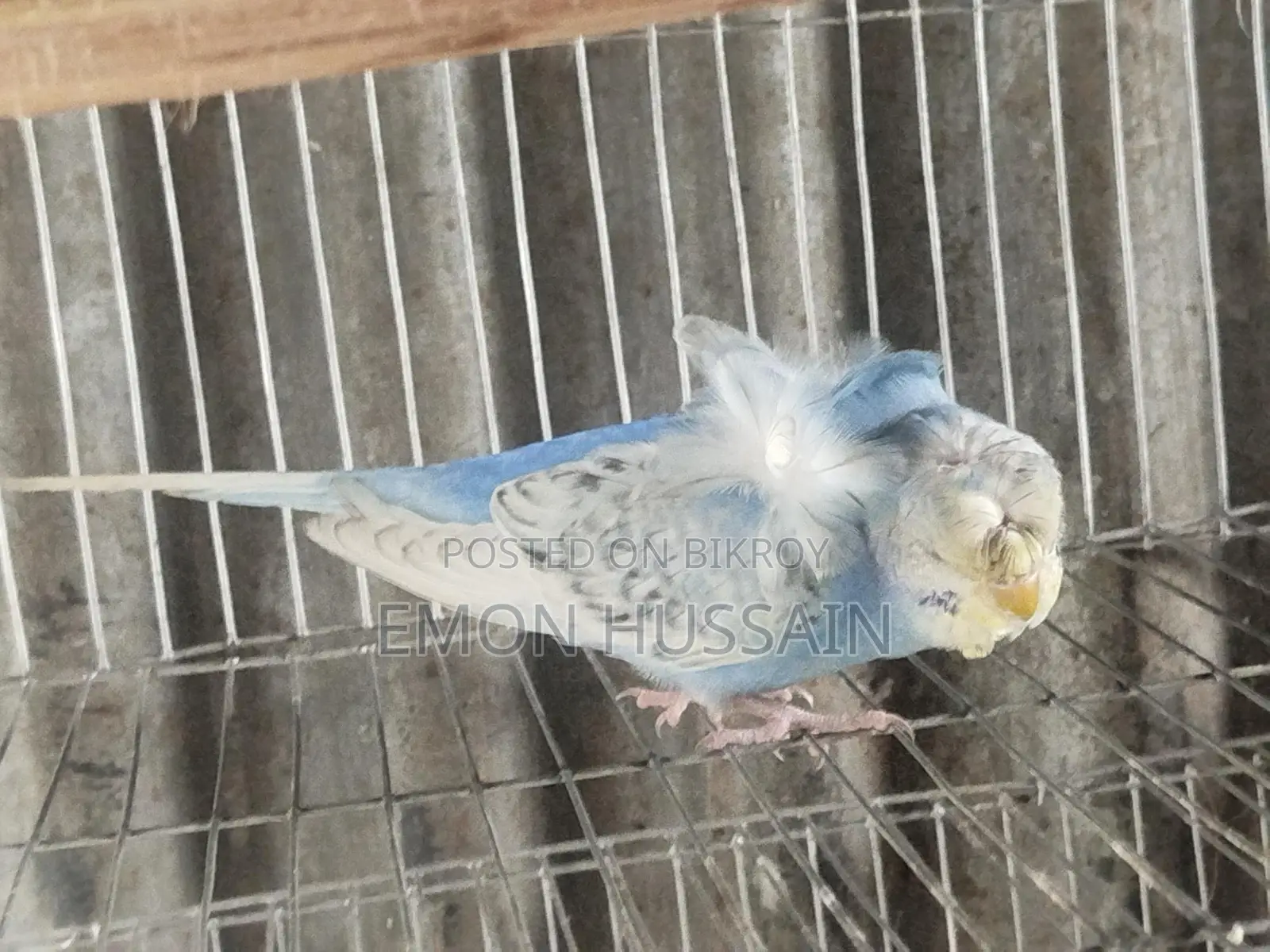 One JPI male for sale