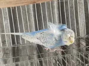 One JPI male for sale