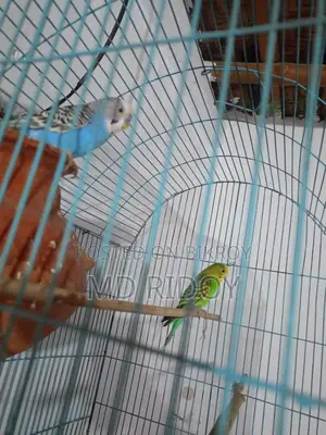 মাস্টার পেয়ার