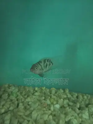 Polar Parrot