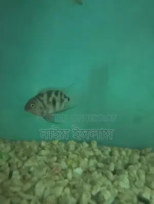 Polar Parrot