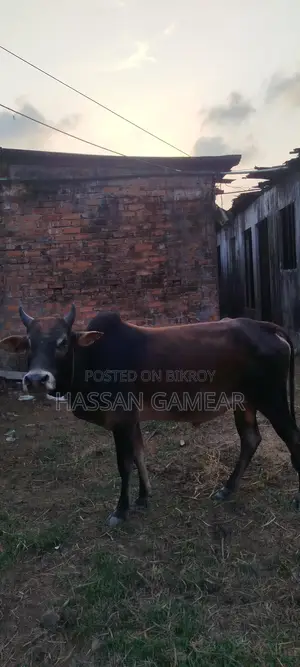 A beautiful cow for sale for Qurbani