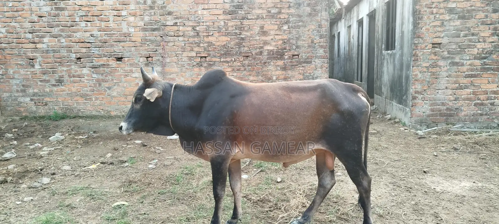 A beautiful cow for sale for Qurbani