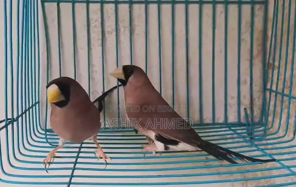 Muscat Finch Breeding Pair