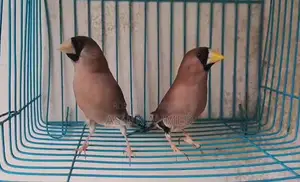 Muscat Finch Breeding Pair