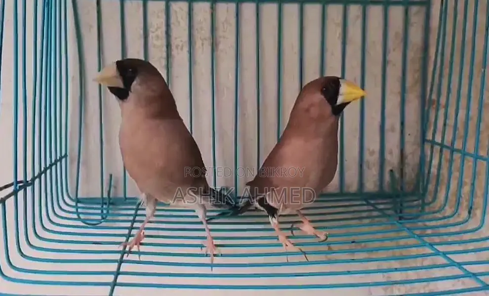 Muscat Finch Breeding Pair