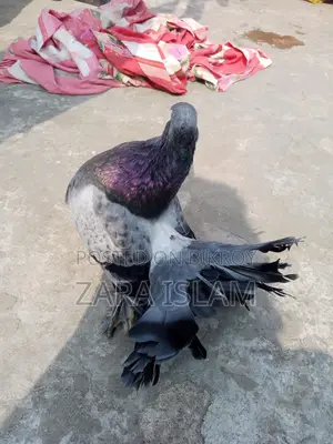 Foreign Breed Pigeons