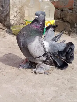 Foreign Breed Pigeons