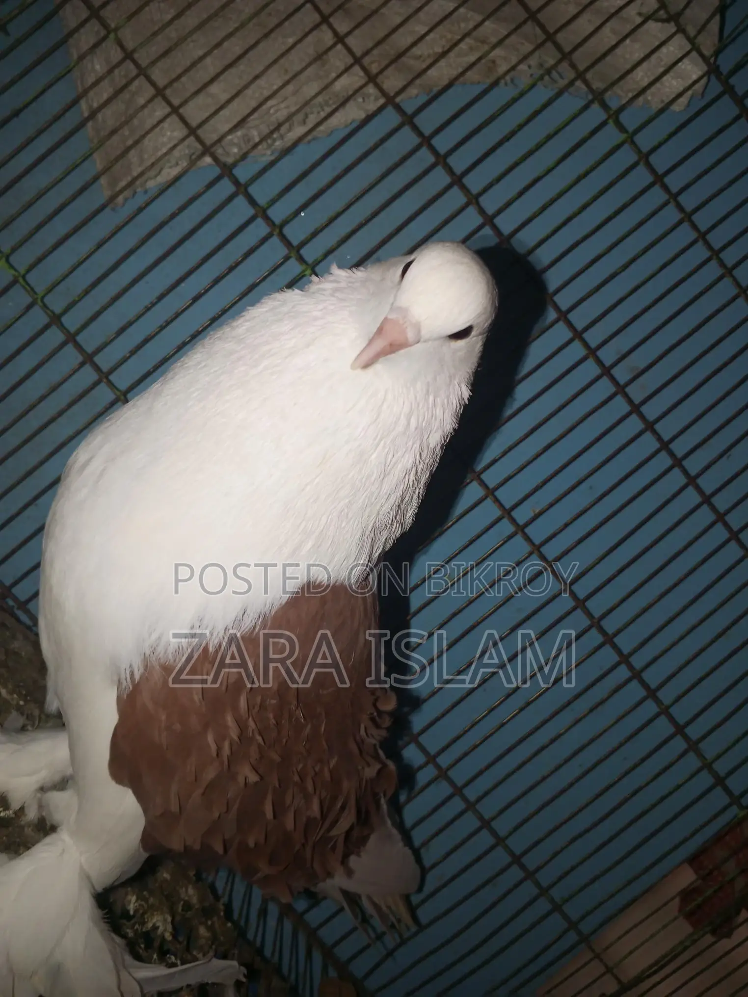 Foreign Breed Pigeons