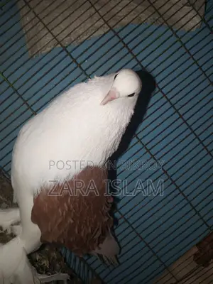 Foreign Breed Pigeons