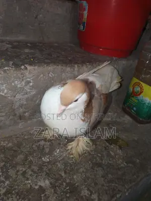 Foreign Breed Pigeons