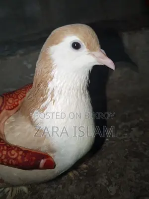 Foreign Breed Pigeons