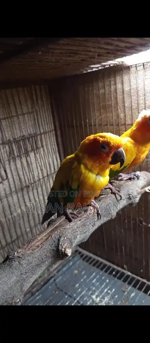 রানিং পাখি বিক্রি হবে