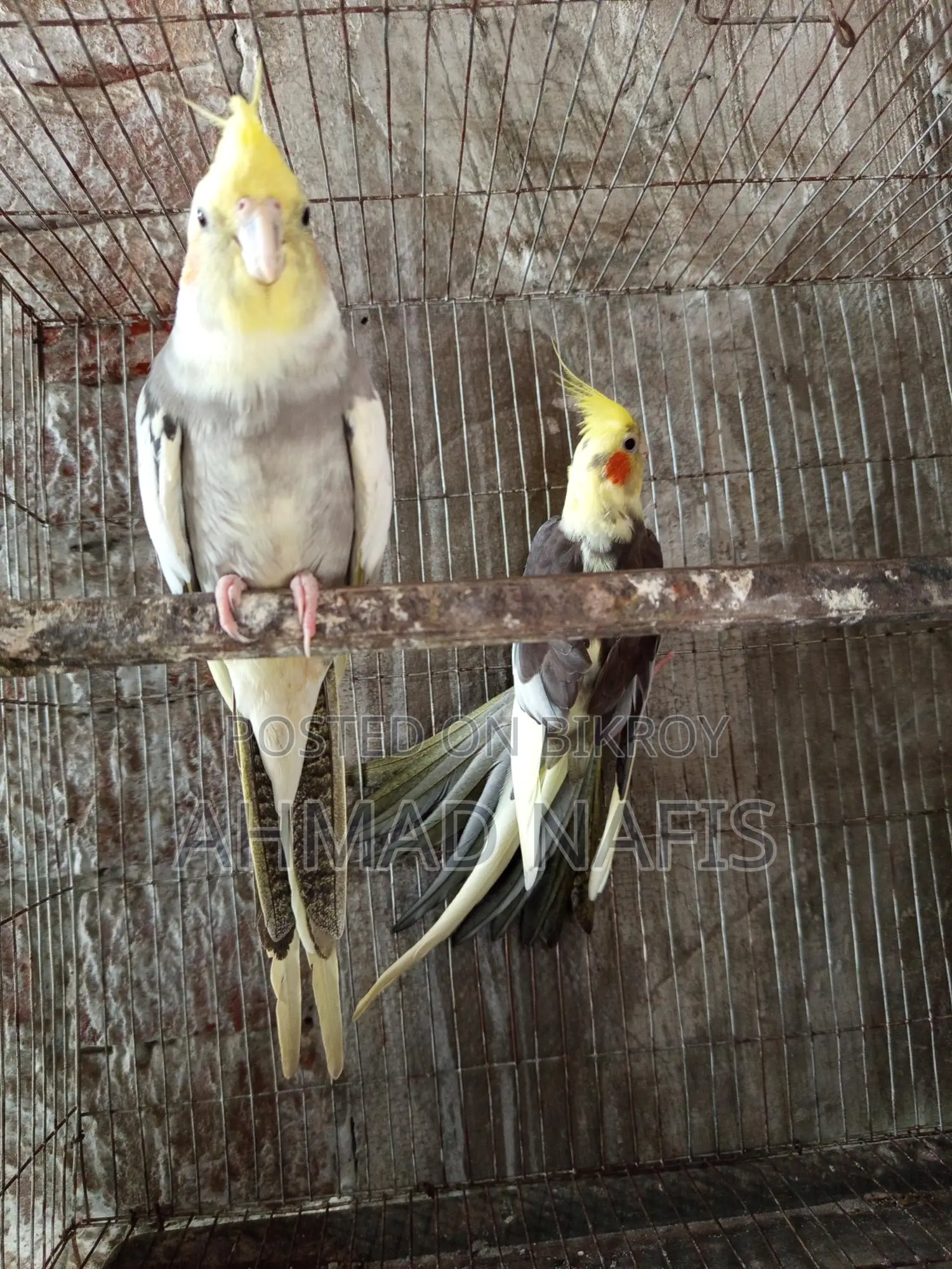 Running Pied Cockatiel Pair