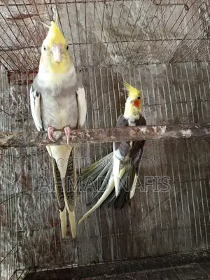 Running Pied Cockatiel Pair