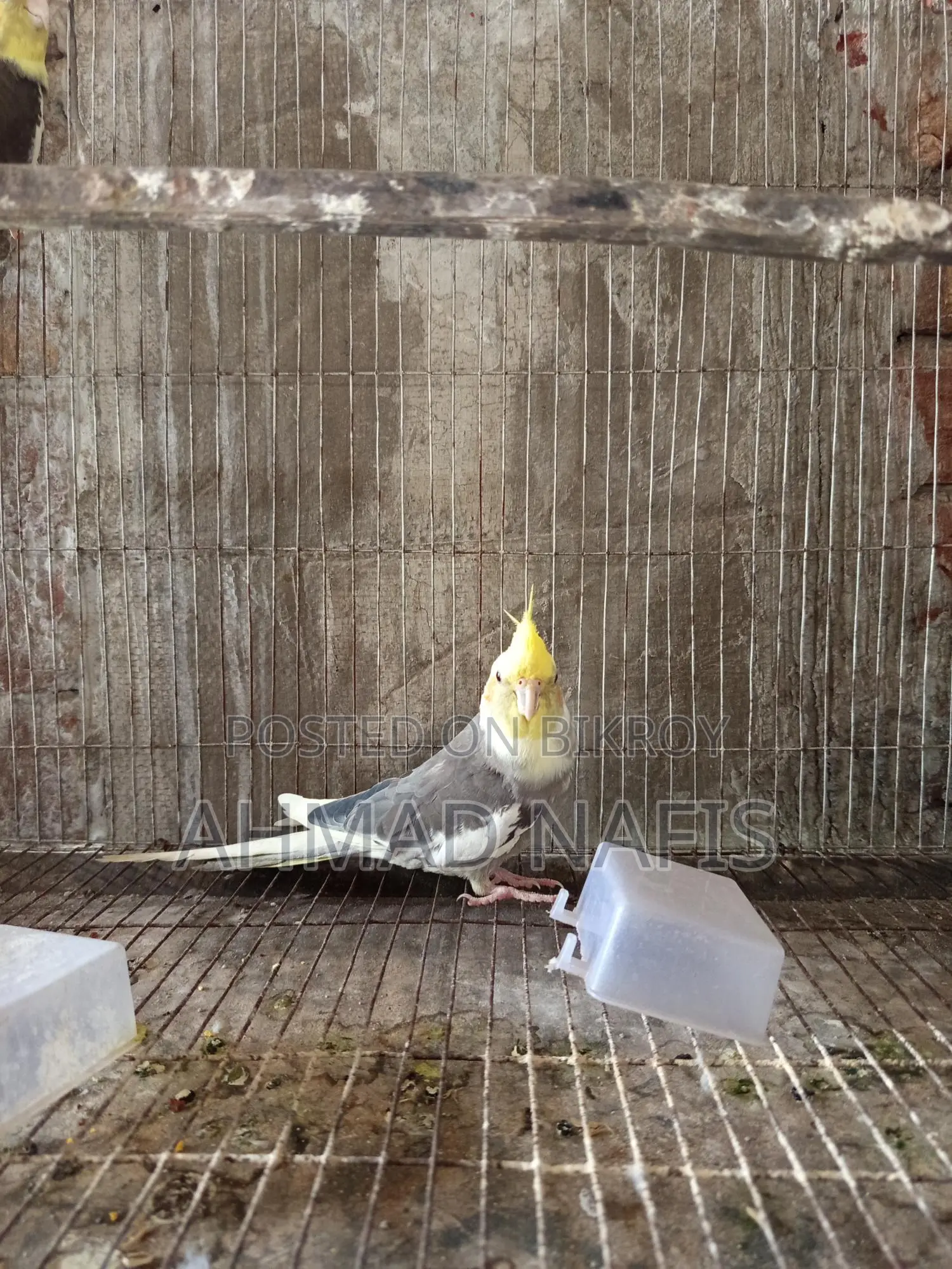 Running Pied Cockatiel Pair