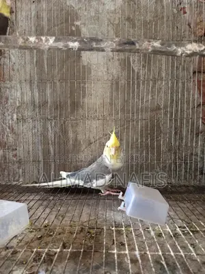 Running Pied Cockatiel Pair