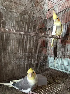 Running Pied Cockatiel Pair