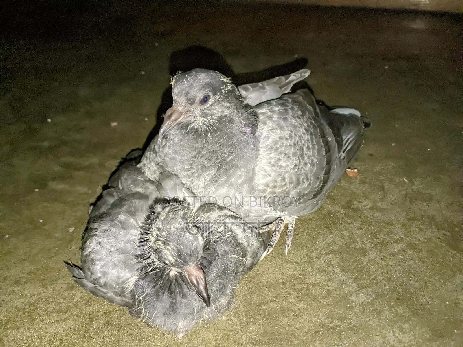 Pigeon Chicks