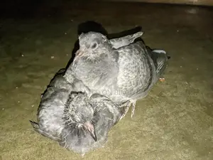 Pigeon Chicks