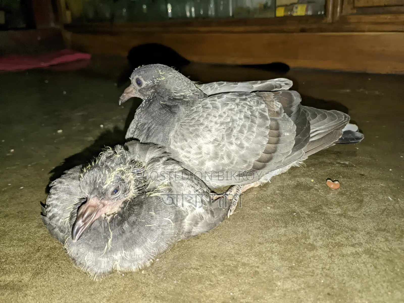 Pigeon Chicks