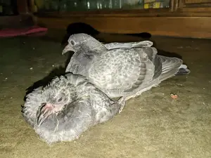 Pigeon Chicks