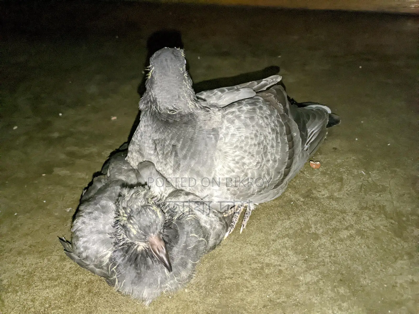 Pigeon Chicks
