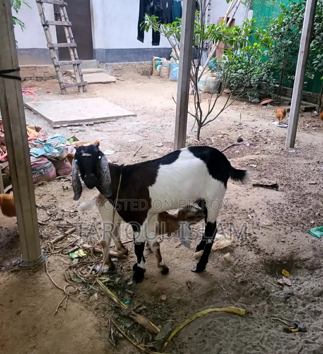 Colorful Cross-Breed Goat