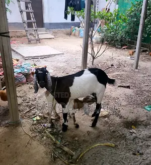 Colorful Cross-Breed Goat