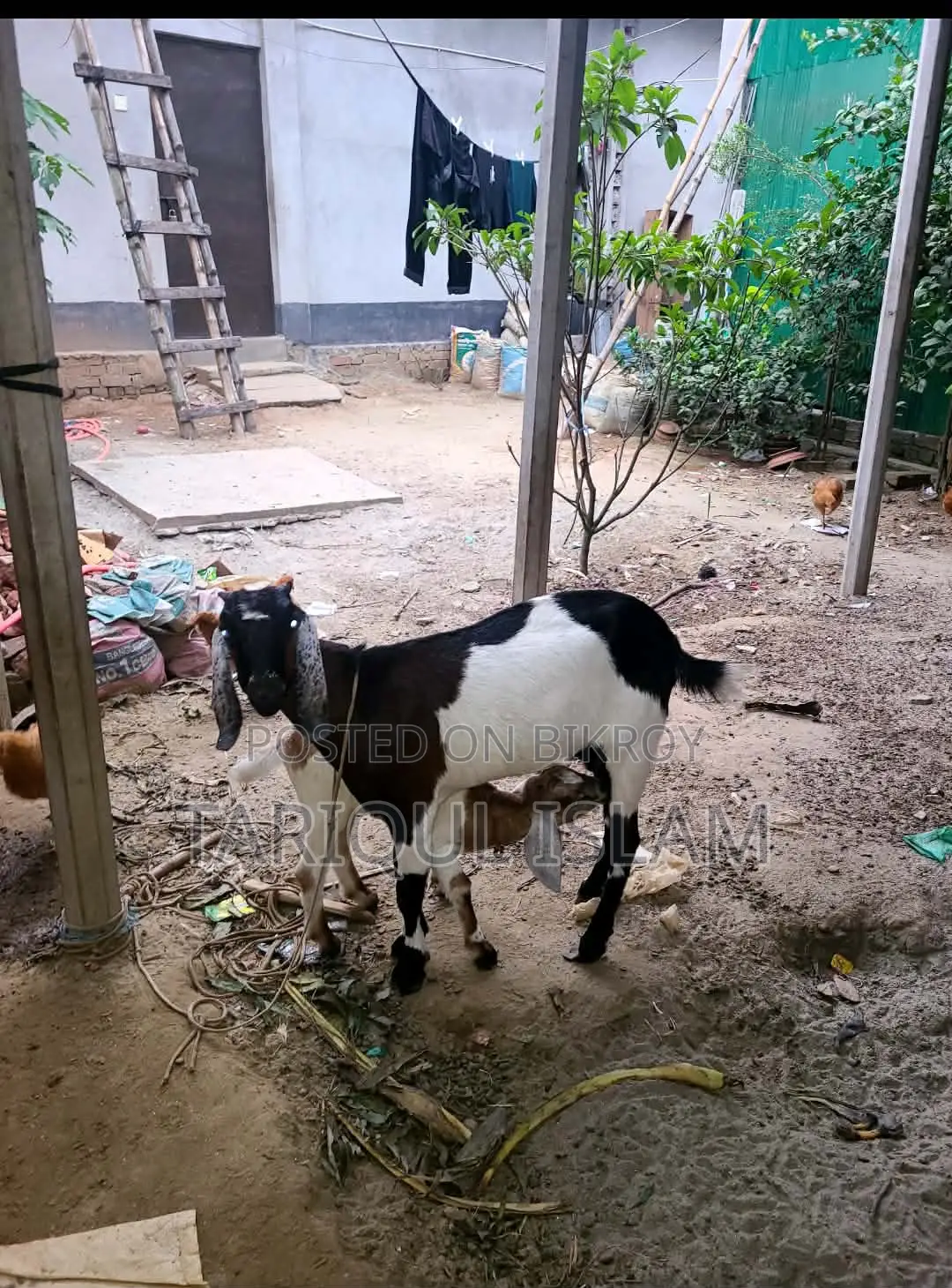 Colorful Cross-Breed Goat