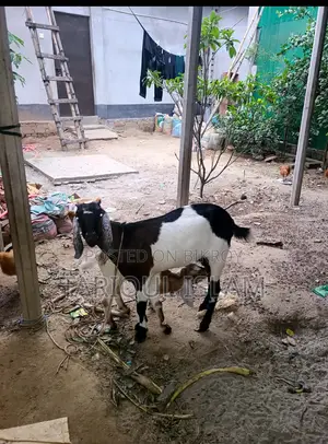 Colorful Cross-Breed Goat