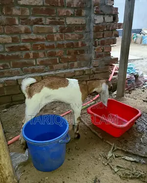 Colorful Cross-Breed Goat