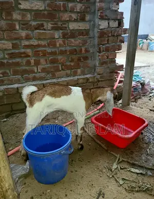 Colorful Cross-Breed Goat