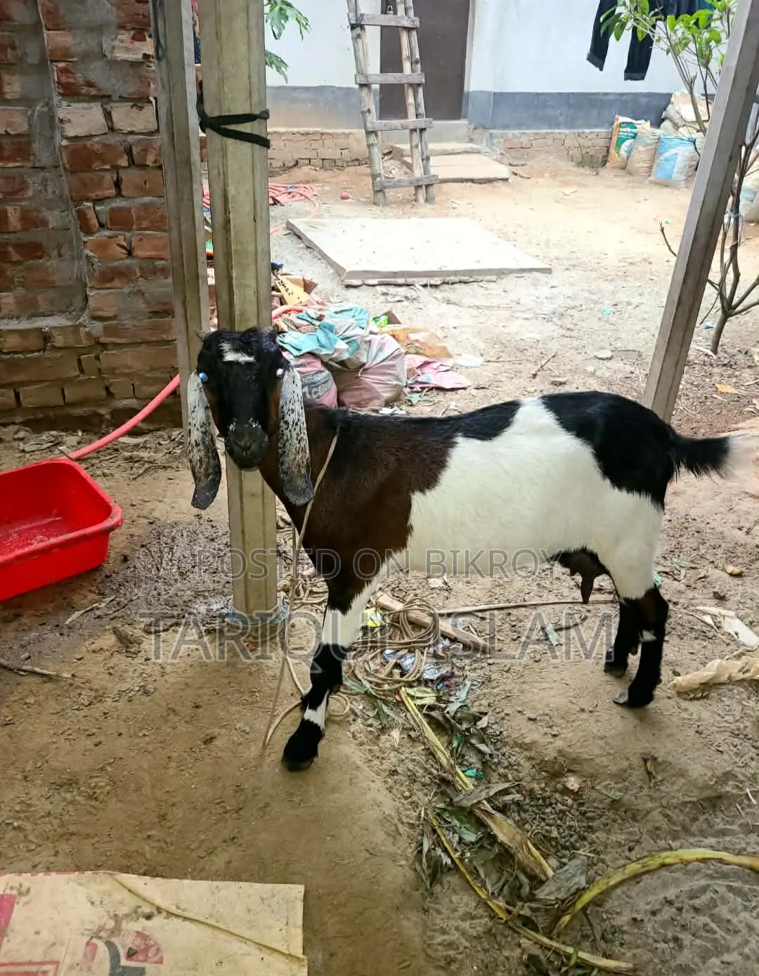 Colorful Cross-Breed Goat