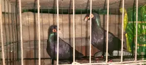 A pair of Danish pigeons