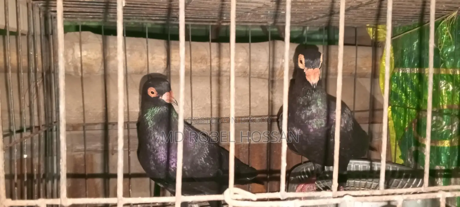 A pair of Danish pigeons
