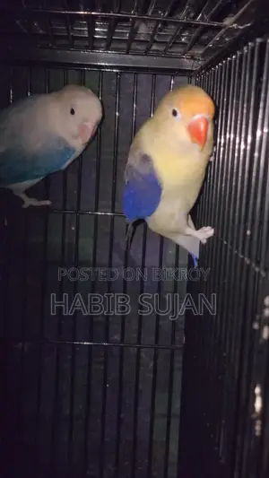 Love Bird for Sale